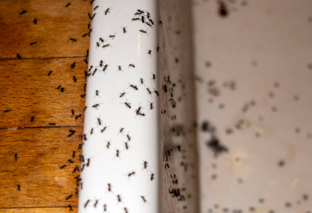 Best Bed Bug Extermination  in Cayuga, IN