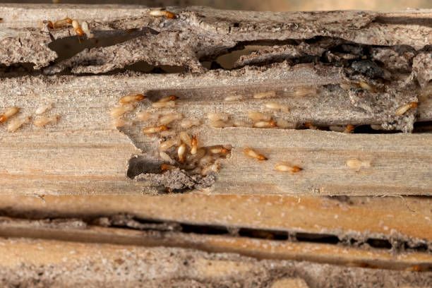 Best Pest Control for Restaurants  in Cayuga, IN